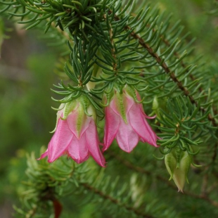 Darwiniia lejostylus